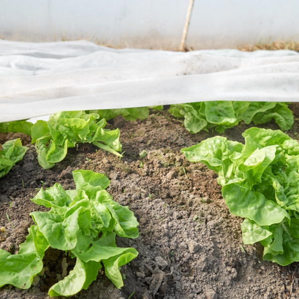 Agriculture & Agrotech
